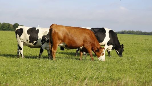Gado foi furtado de propriedade de Santa Catarina