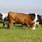 Ex-funcionário é condenado a dois anos de prisão por furtar bois da raça holandesa