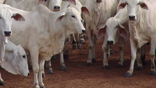 Gado foi furtado no Triângulo Mineiro