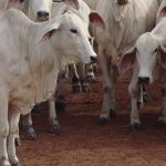 Dupla presa por furtar gado no Triângulo Mineiro levou animais para fazenda na Zona da Mata