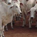 Dupla presa por furtar gado no Triângulo Mineiro levou animais para fazenda na Zona da Mata