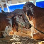 Sistema Faemg Senar oferece 27 cursos gratuitos em Juiz de Fora e região