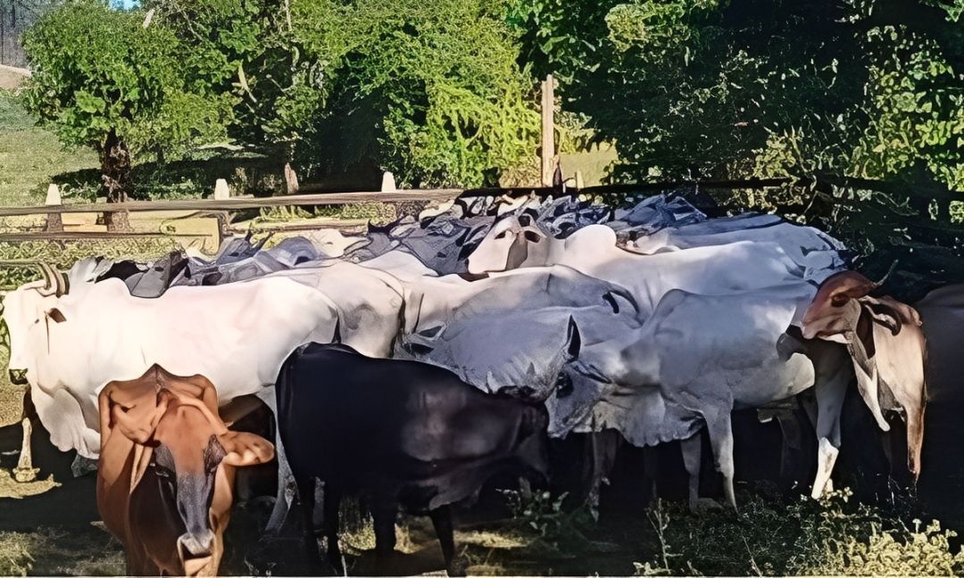 Dupla é presa por suspeita de lavagem de dinheiro e tráfico em Ubá (MG)