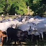 Dupla é presa por suspeita de lavagem de dinheiro e tráfico em Ubá (MG)