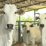 Inaes lança programa gratuito de melhoramento genético; saiba como participar