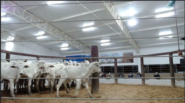 Leiloeiros de gado indicam aumento da carne bovina