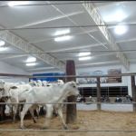 Leiloeiros de gado indicam aumento da carne bovina