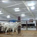 Leiloeiros de gado indicam aumento da carne bovina
