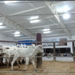Leiloeiros de gado indicam aumento da carne bovina