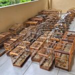 Após denúncia 41 pássaros mantidos em cativeiro são resgatados em Juiz de Fora