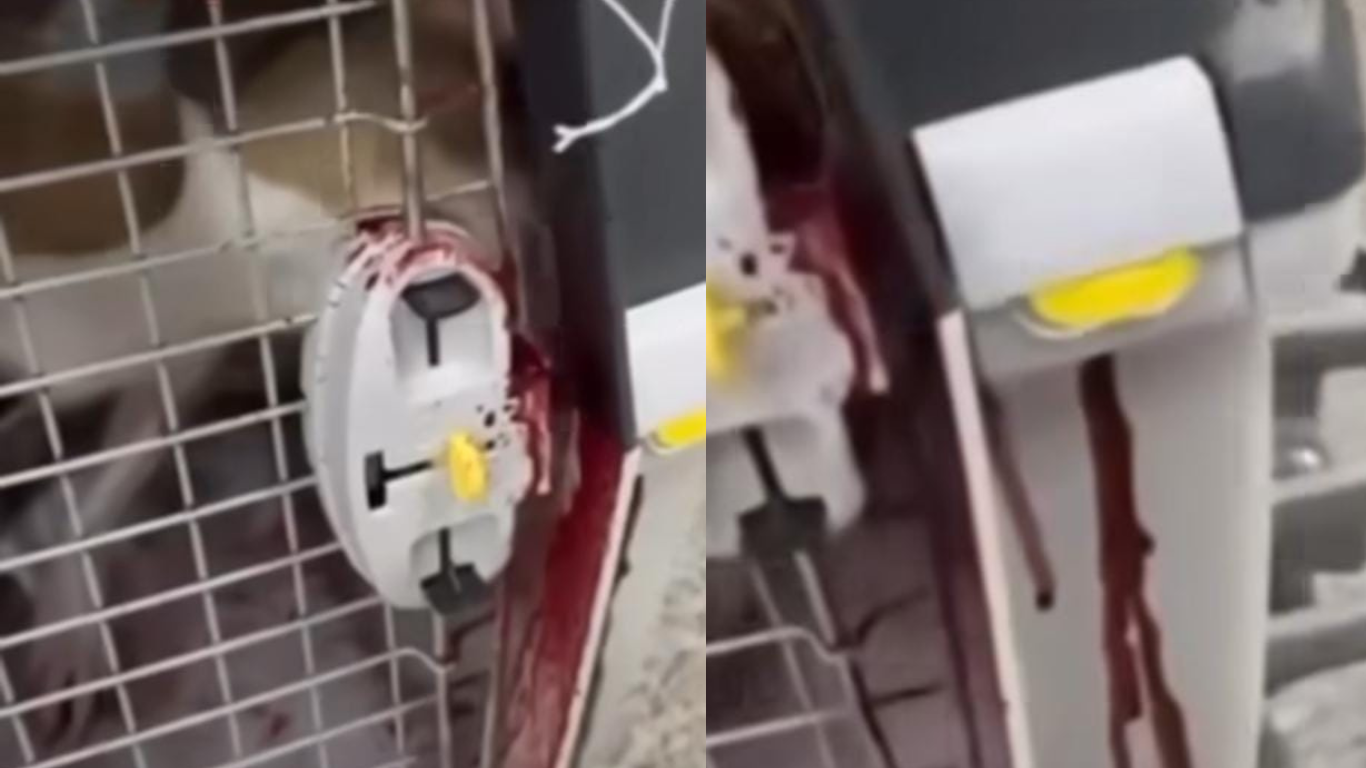 Tutora denuncia entrega de cachorra ensanguentada após voo de Amazonas a São Paulo