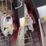 Tutora denuncia entrega de cachorra ensanguentada após voo de Amazonas a São Paulo