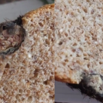 Mulher encontra rato morto em pão após consumir metade do alimento