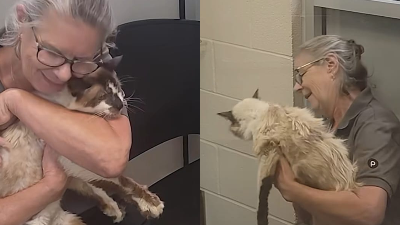 Tutora reencontra gato desaparecido há 11 anos; veja vídeo