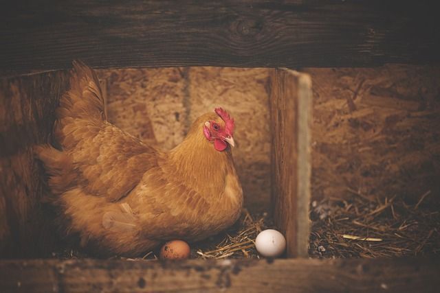 Ovo está mais caro do que a galinha poedeira e cortes como peito de frango