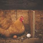 Ovo está mais caro do que a galinha poedeira e cortes como peito de frango
