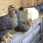 No Dia Mundial do Frango, conheça sete passos para o bem estar avícola