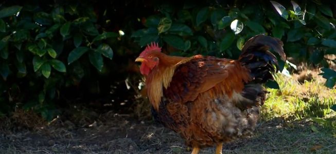 Galinha 'vira galo' após mudança de aparência e hormônios, em caso raro de reversão sexual.