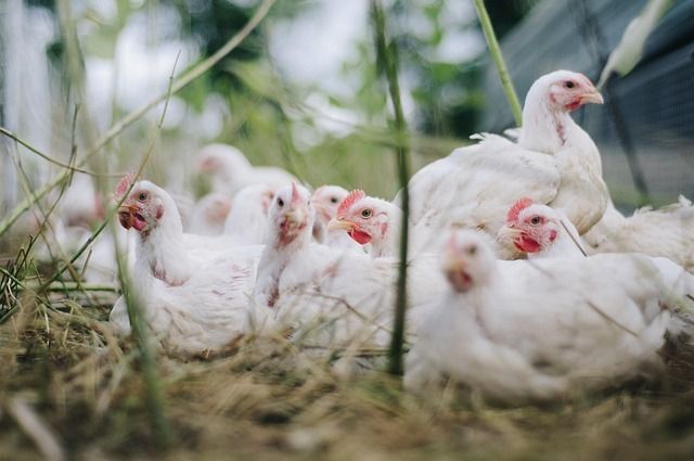 Governo confirma primeiro foco de gripe aviária em granja comercial no Brasil e detalha riscos