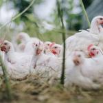 Governo confirma primeiro foco de gripe aviária em granja comercial no Brasil e detalha riscos