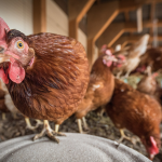 China suspende compra de frango brasileiro por 60 dias após caso de gripe aviária