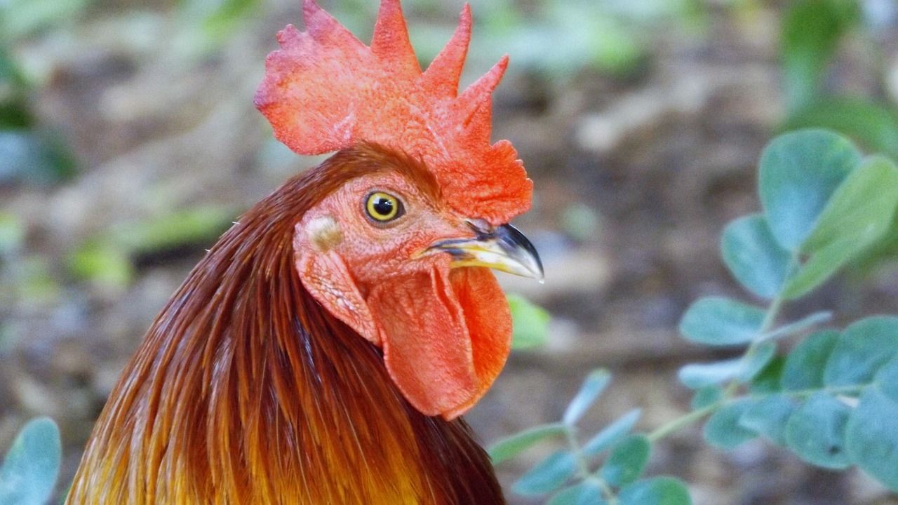 Galo que canta a noite toda transforma sono de moradores de MG em pesadelo