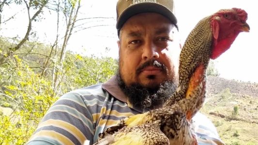 Galo da raça Índio Gigante chama a atenção pelo tamanho