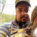 Galo 'mineiro' gigante passa de 1 metro e dúzia dos ‘ovos de ouro’ da raça custa R$ 1 mil