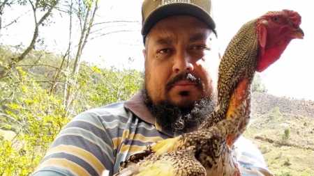 Galo da raça Índio Gigante chama a atenção pelo tamanho