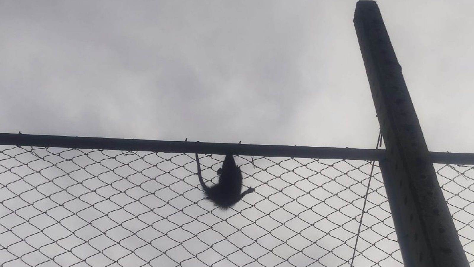 MG: animal silvestre invade quadra de escola, assusta alunos e bombeiros são chamados