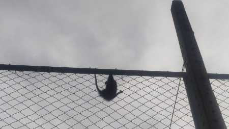 Foto mostra gambá em quadra de escola em Conselheiro Lafaiete