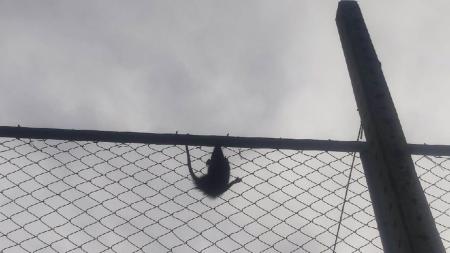 Foto mostra gambá em quadra de escola em Conselheiro Lafaiete