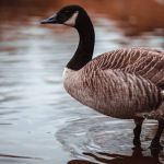 Gripe aviária está mais perto do Brasil