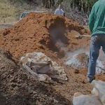 Prefeitura de BH planta centenas de árvores com chegada da estação chuvosa