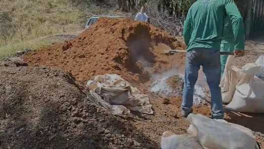 Garantir a segurança e desenvolvimento de cada muda custa R$ 700 aos cofres públicos