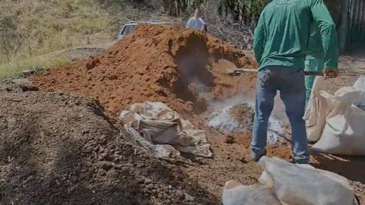 Garantir a segurança e desenvolvimento de cada muda custa R$ 700 aos cofres públicos