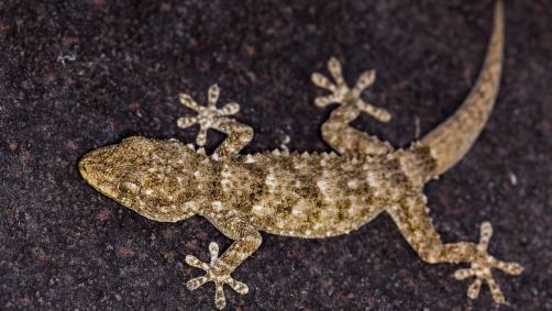 Garoto teria sido "desafiado" pela mãe da sua madastra a comer uma lagartixa