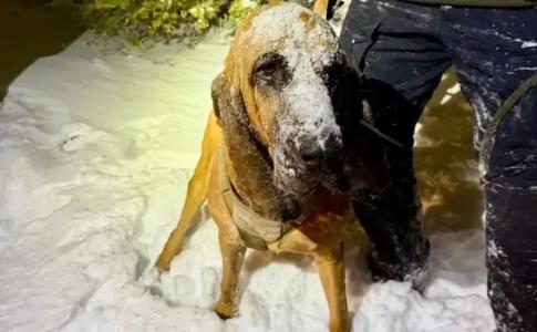 Cão K-9 é herói em operação de resgate de adolescente autista