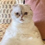 Gata de Taylor Swift é avaliada em quase meio bilhão de reais