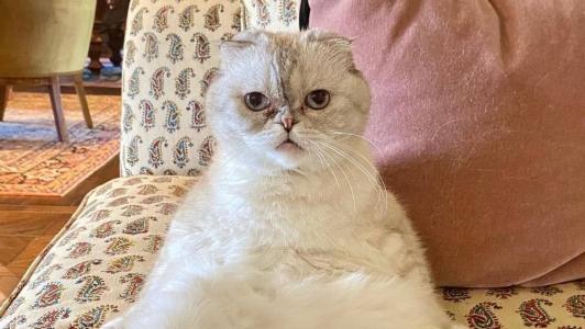 Gata de Taylor Swift é considerada o 3° animal de estimação mais valioso do mundo