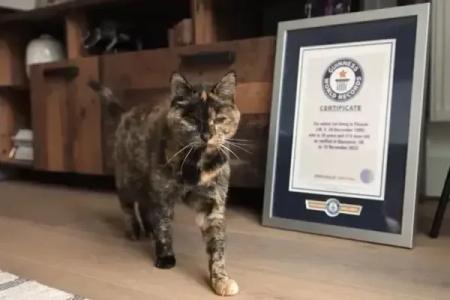 A trajetória de Flossie não é apenas um registro de recorde, mas um relato de sobrevivência e da importância do bem-estar animal em todas as fases da vida