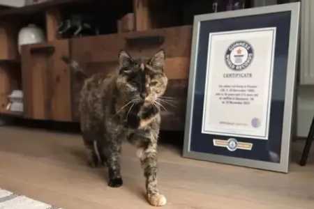 A trajetória de Flossie não é apenas um registro de recorde, mas um relato de sobrevivência e da importância do bem-estar animal em todas as fases da vida