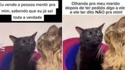 Gatinho 'debochado' virou meme nas redes sociais