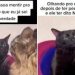 Meme do 'gatinho debochado': felino mora no Japão e dono já interagiu com brasileiros