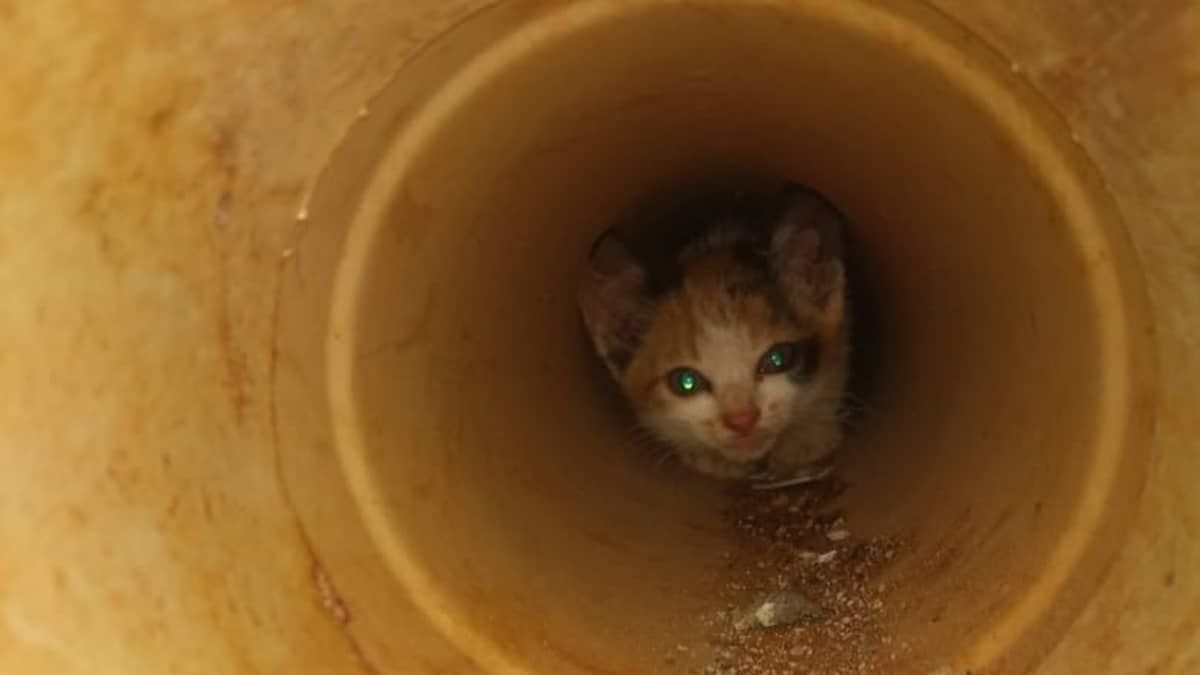Gatinho fica preso em encanamento e é resgatado por bombeiros em Oliveira (MG)