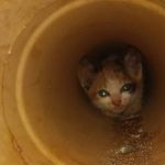 Gatinho fica preso em encanamento e é resgatado por bombeiros em Oliveira (MG)