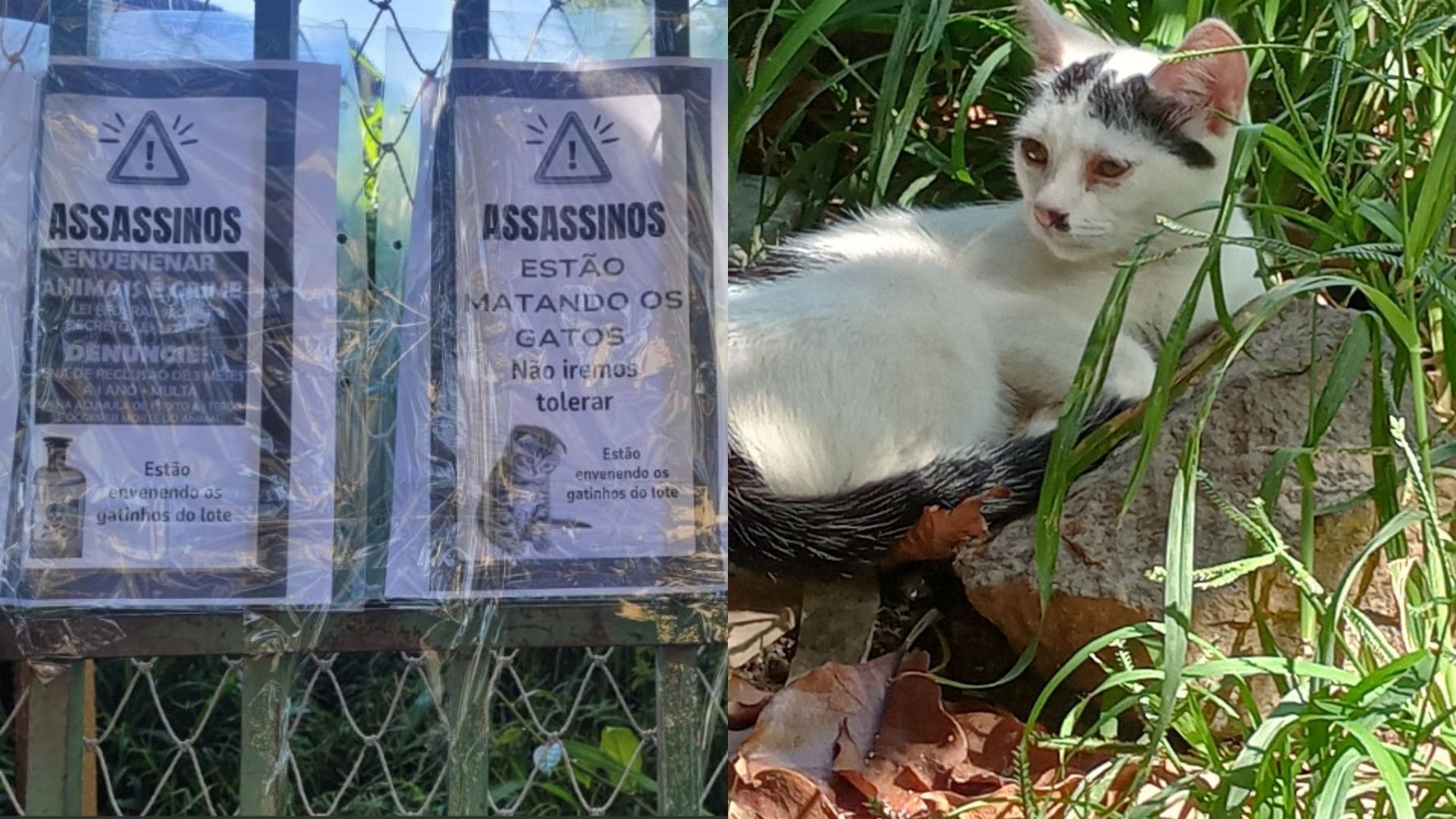 Moradores do bairro Santa Amélia, em BH, encontram oito gatos mortos na vizinhança