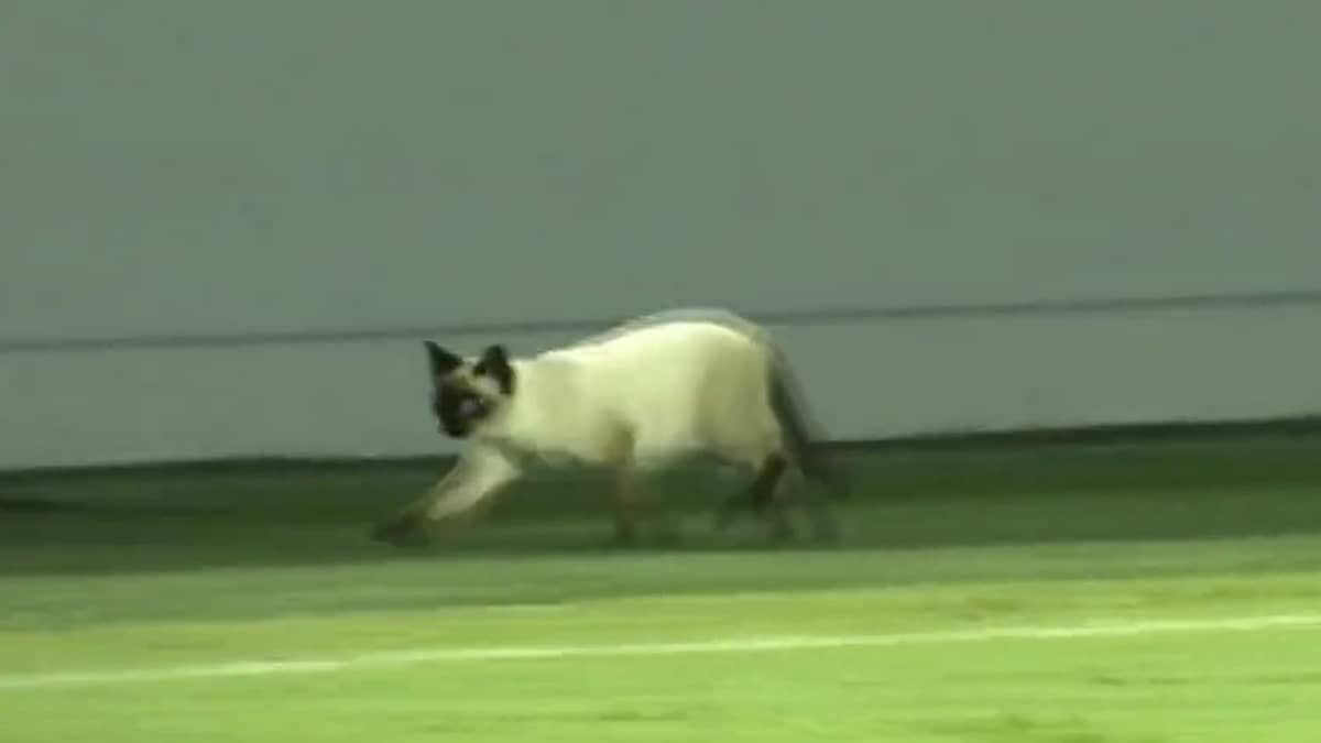 Gato 'rouba a cena' em Santos x Botafogo-SP pela Copa do Brasil