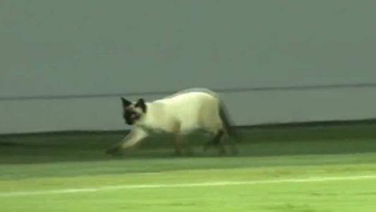 Gato acinzentado chamou a atenção durante Santos x Botafogo-SP