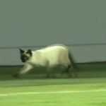 Gato 'rouba a cena' em Santos x Botafogo-SP pela Copa do Brasil